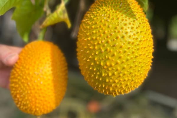 Sky Ladder Pineapple Farm